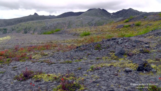 mount st helens, boundary trail, devils elbow, johnston ridge observatory, washington state, seattle, hiking, travel, travelogue, photography, ailsa prideaux-mooney