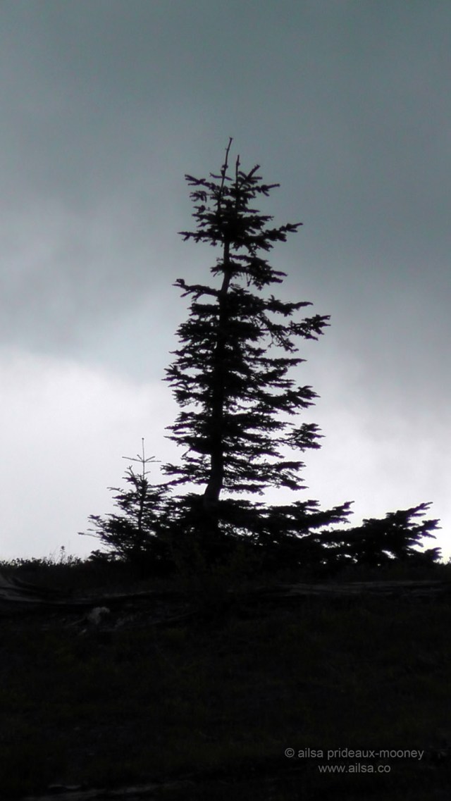 mount st helens, boundary trail, devils elbow, johnston ridge observatory, washington state, seattle, hiking, travel, travelogue, photography, ailsa prideaux-mooney