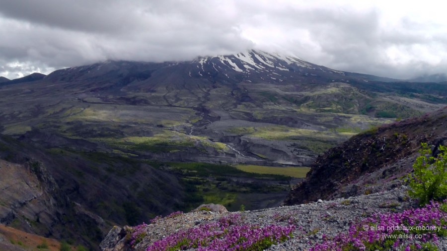 mount st helens, boundary trail, devils elbow, johnston ridge observatory, washington state, seattle, hiking, travel, travelogue, photography, ailsa prideaux-mooney, wildflowers