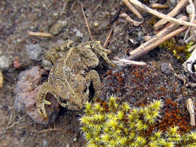 mount st helens, boundary trail, devils elbow, johnston ridge observatory, washington state, seattle, hiking, travel, travelogue, photography, ailsa prideaux-mooney