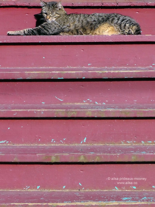 relaxed cat, ballard, seattle, washington, travel, travelogue, photography, ailsa prideaux-mooney