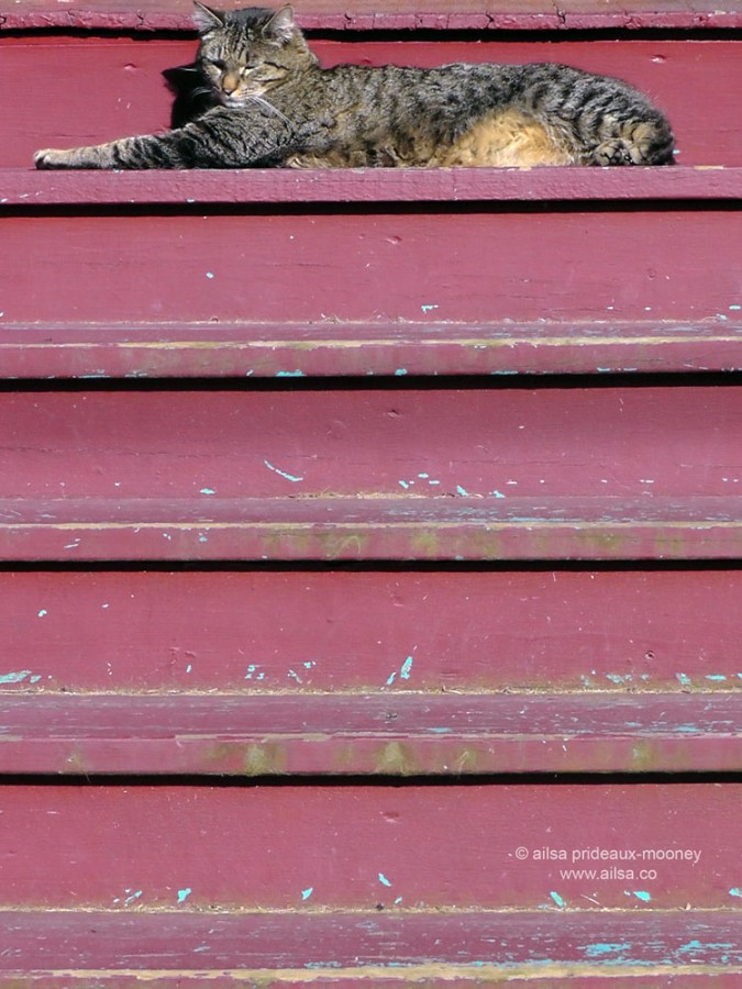 relaxed cat, ballard, seattle, washington, travel, travelogue, photography, ailsa prideaux-mooney