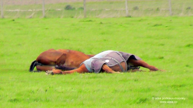 sleeping horses, skagit valley, travel, travelogue, ailsa prideaux-mooney, photography