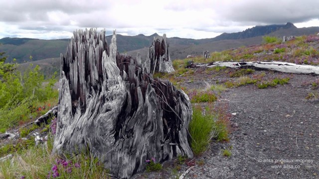 Volcano Tree Stumps The Great Volcano Road Trip Part 2 – Devil’s Elbow | Where's my backpack?