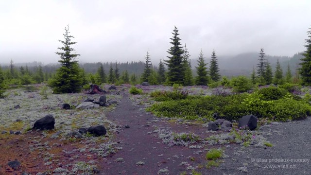 mount st helens, lava canyon, washington, hiking, travel, travelogue, photography, ailsa prideaux-mooney