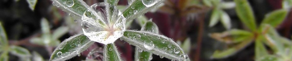 mount st helens, lava canyon, washington, hiking, travel, travelogue, photography, ailsa prideaux-mooney