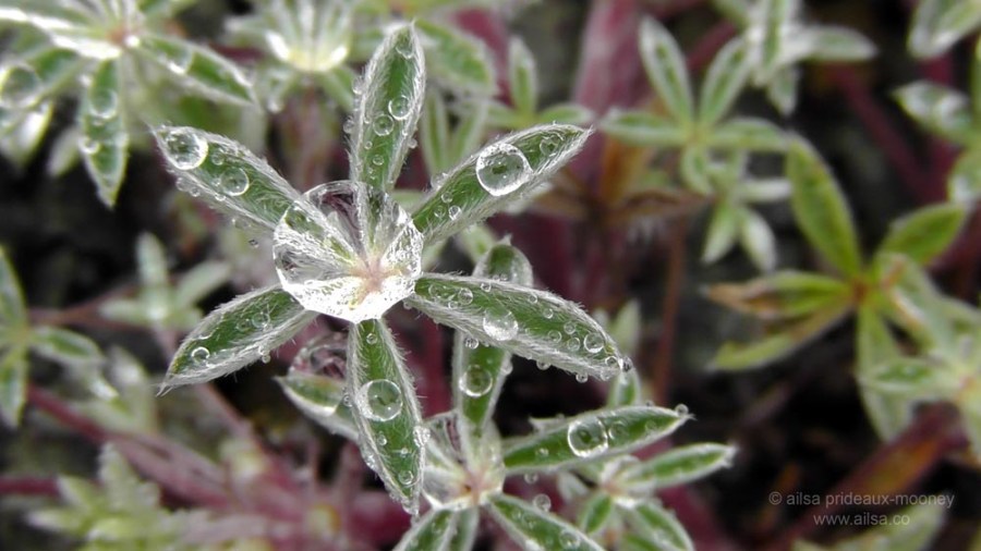 mount st helens, lava canyon, washington, hiking, travel, travelogue, photography, ailsa prideaux-mooney