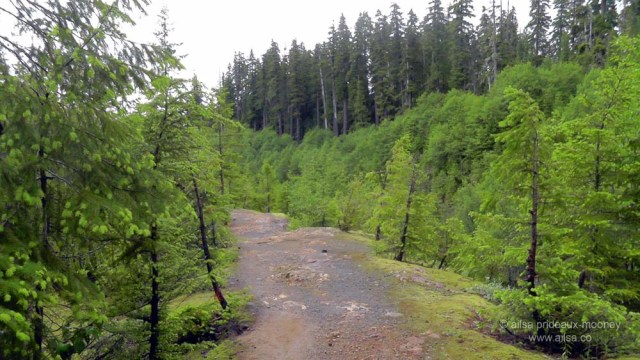 mount st helens, lava canyon, washington, hiking, travel, travelogue, photography, ailsa prideaux-mooney