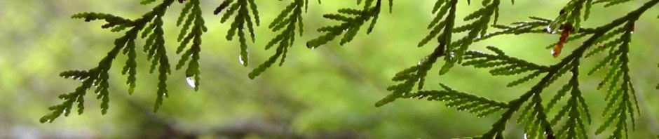 ape cave, mount st helens, washington, usa, travel, road trip, travelogue, photography, ailsa prideaux-mooney, volcano, lava tubes, trail of two forests