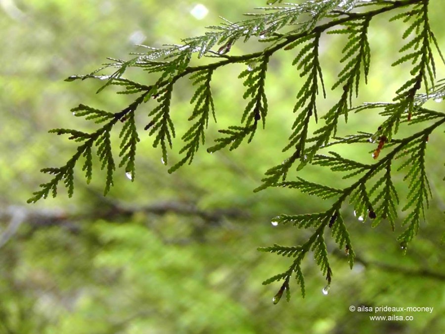 ape cave, mount st helens, washington, usa, travel, road trip, travelogue, photography, ailsa prideaux-mooney, volcano, lava tubes, trail of two forests