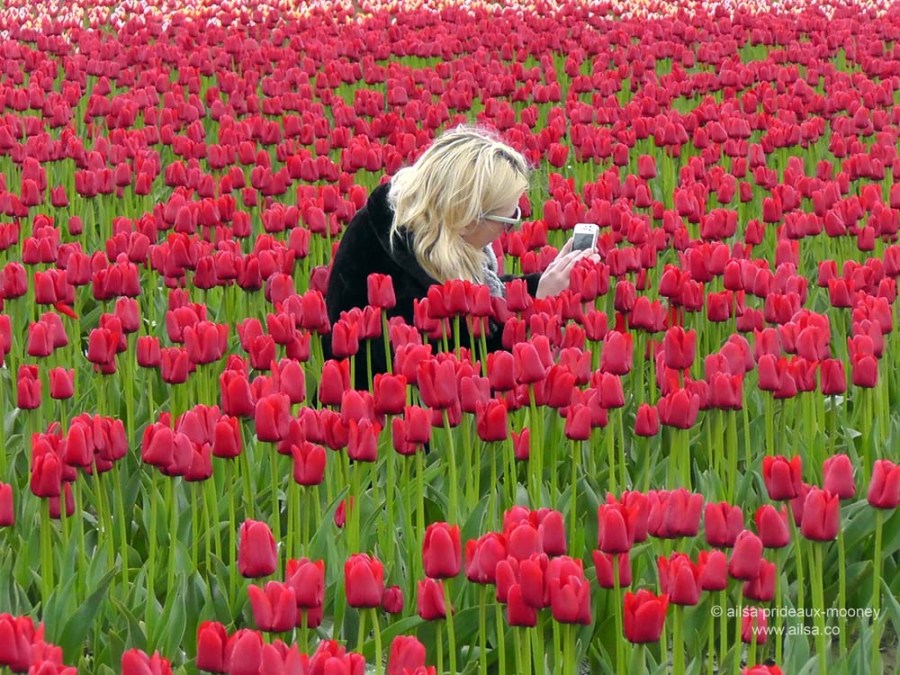 skagit valley tulip festival, washington, usa, america, travel, travelogue, photography, nature, flowers, floral, ailsa prideaux-mooney