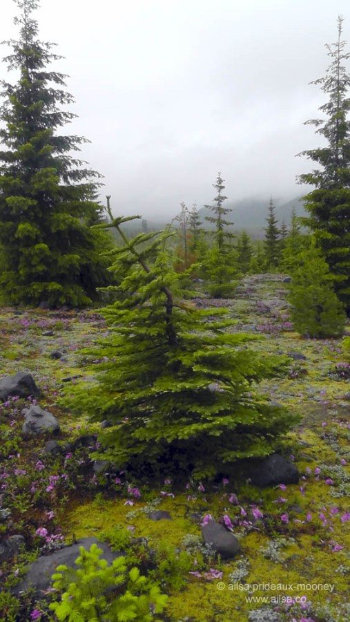 mount st helens, lava canyon, washington, hiking, travel, travelogue, photography, ailsa prideaux-mooney