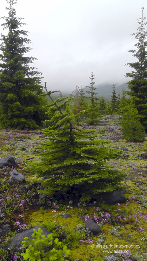 mount st helens, lava canyon, washington, hiking, travel, travelogue, photography, ailsa prideaux-mooney