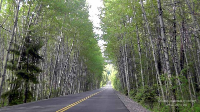 birch, aster, washington, travel. travelogue, photography, white pass scenic byway, ailsa prideaux-mooney