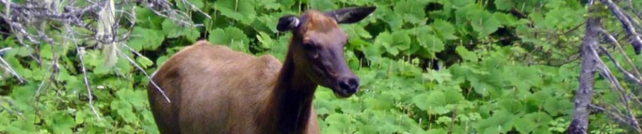 chinook pass, washington, travel, wildlife, nature, elk, mount rainier national park, wenatchee national forest, travelogue, photography, ailsa prideaux-mooney