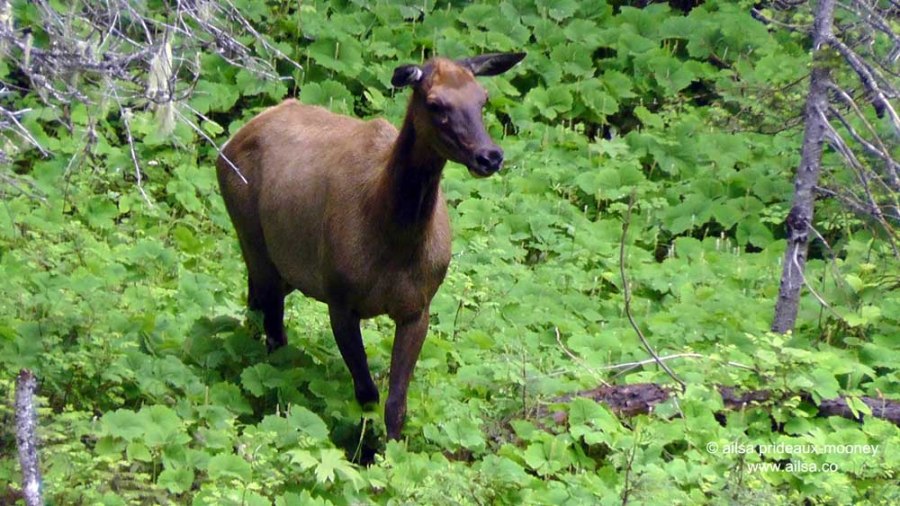 mount rainier, scenic byways loop, cascades, washington, road trip, travel, travelogue, photography, ailsa prideaux-mooney, wenatchee national forest, william o douglas wilderness, elk