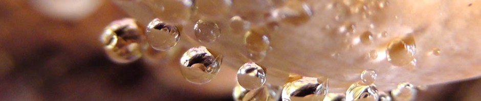 fungus, boulder river, north cascades, washington, travel, travelogue, nature, ailsa prideaux-mooney, photography