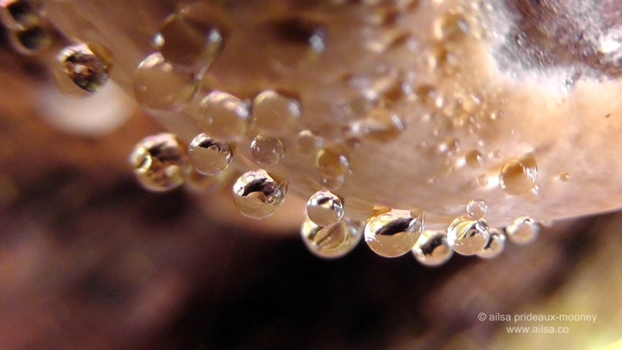 fungus, boulder river, north cascades, washington, travel, travelogue, nature, ailsa prideaux-mooney, photography