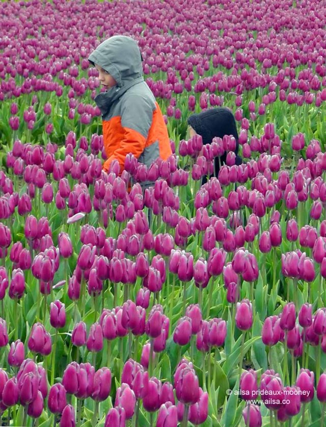 skagit valley tulip festival, washington, travel, travelogue, photography, ailsa prideaux-mooney