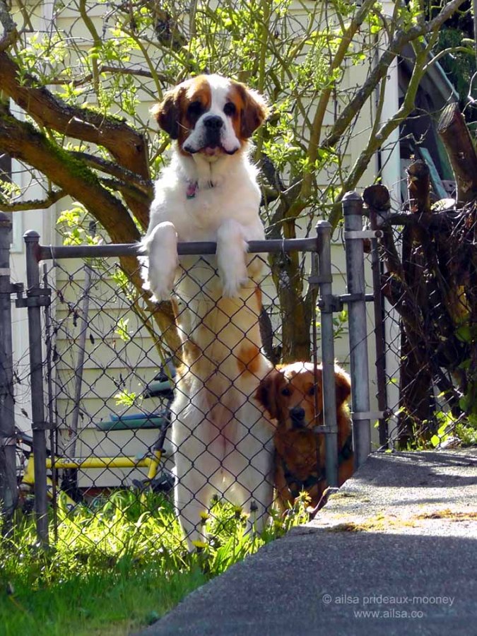 dogs, pets, animals, photography, travel, travelogue, ailsa prideaux-mooney