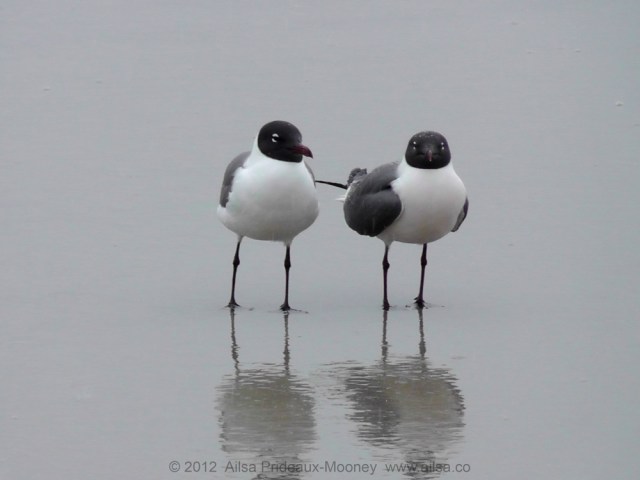 long beach, new york, gullls, travel, travelogue, ailsa prideaux-mooney, photography