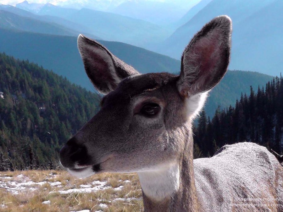 black-tailed deer, olympic mountains, washington state, wildlife, olympic peninsula, hurricane ridge, travel, travelogue, photography, ailsa prideaux-mooney