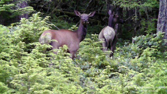 elk, mount rainier national park, travel, travelogue, ailsa prideaux-mooney, photography