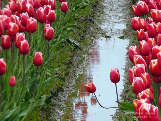 skagit valley, tulip festival, flowers, washington, photography, travel, travelogue, ailsa prideaux-mooney