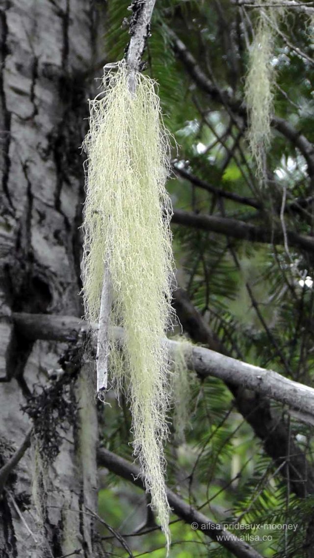 mount rainier, scenic byways loop, cascades, washington, road trip, travel, travelogue, photography, ailsa prideaux-mooney, wenatchee national forest, william o douglas wilderness, spanish moss, pleasant valley