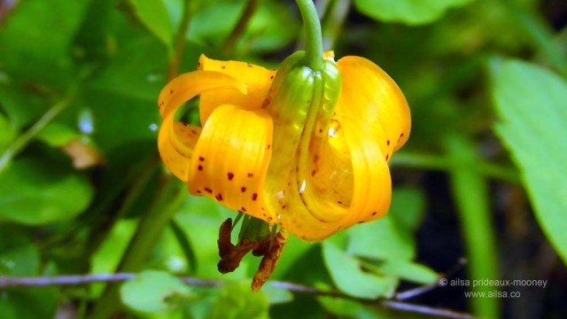 tiger lily, sawmill flats interpretive trail, mount rainier scenic byway, washington, travel, travelogue, photography, road trip, ailsa prideaux-mooney