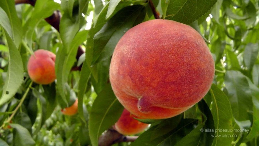 yakima valley, orchard, travel, travelogue, ailsa prideaux-mooney