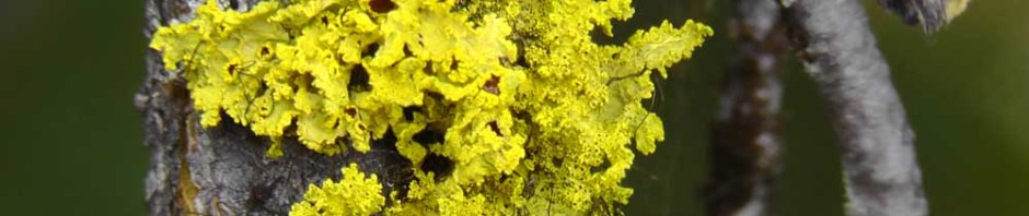 mount rainier, scenic byways loop, cascades, washington, road trip, travel, travelogue, photography, ailsa prideaux-mooney, wenatchee national forest, william o douglas wilderness, pleasant valley, lichen