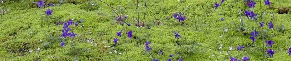 mount rainier national park, hiking, travel, photography, travelogue, ailsa prideaux-mooney, box canyon, cowlitz