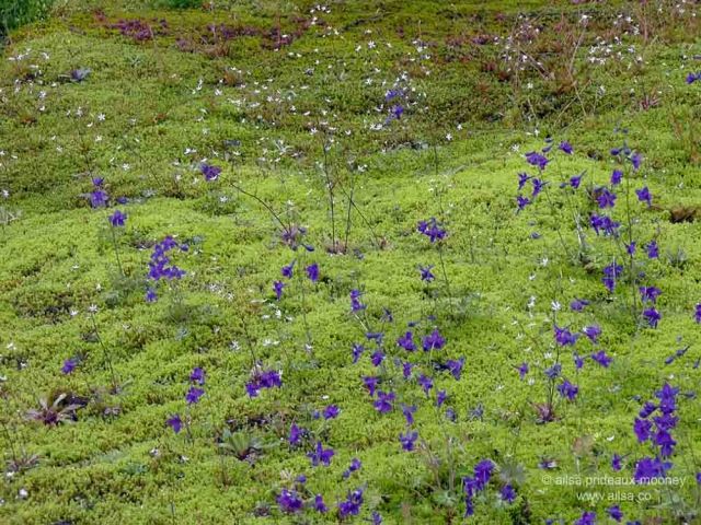 mount rainier national park, hiking, travel, photography, travelogue, ailsa prideaux-mooney, box canyon, cowlitz