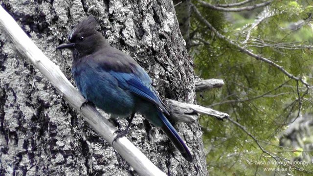 mount rainier national park, hiking, travel, photography, travelogue, ailsa prideaux-mooney, box canyon, cowlitz, blue jay