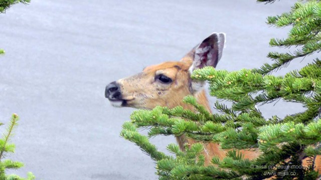 mount rainier national park, hiking, travel, photography, travelogue, ailsa prideaux-mooney, box canyon, nisqually vista trail, deer, road trip
