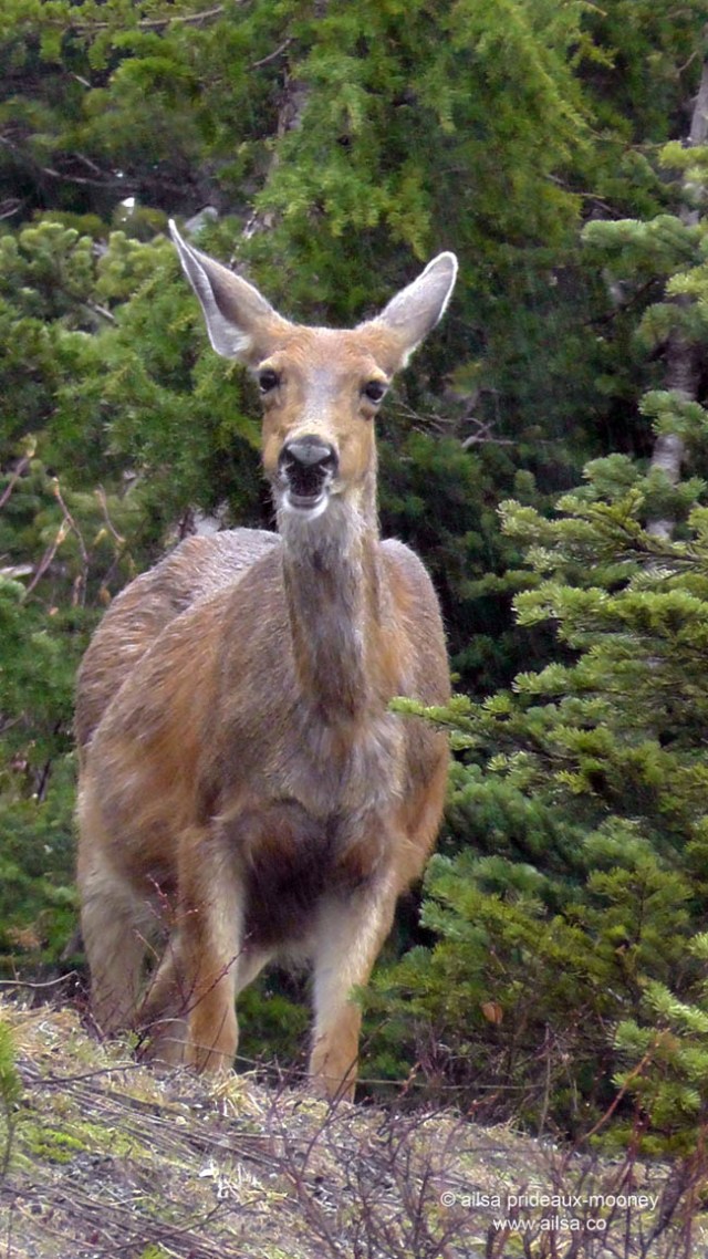 mount rainier national park, hiking, travel, photography, travelogue, ailsa prideaux-mooney, box canyon, nisqually vista trail, deer, road trip