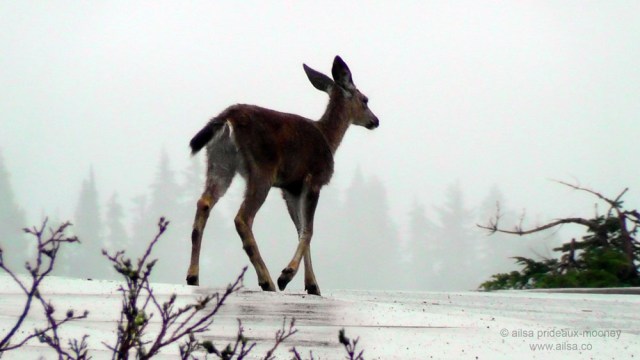 mount rainier national park, hiking, travel, photography, travelogue, ailsa prideaux-mooney, box canyon, nisqually vista trail, deer, road trip