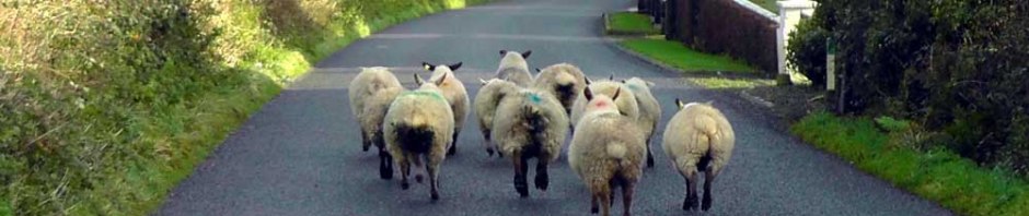 ireland, sheep, travel, travelogue, photography, ailsa prideaux-mooney