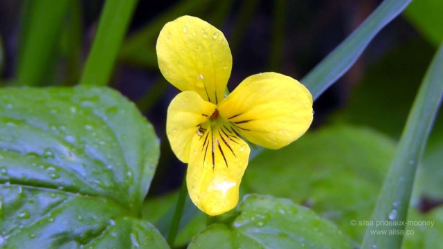 mount rainier national park, hiking, travel, photography, travelogue, ailsa prideaux-mooney, box canyon, nisqually vista trail, wildflowers