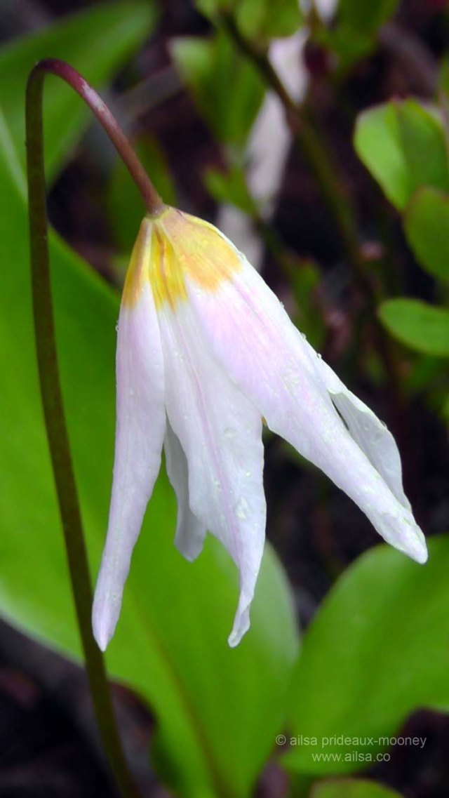mount rainier national park, hiking, travel, photography, travelogue, ailsa prideaux-mooney, reflection lakes, road trip, wildflowers