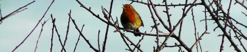 robin, winter, Erithacus rubecula, ireland, dublin, travel, bird, travelogue, ailsa prideaux-mooney, photography,