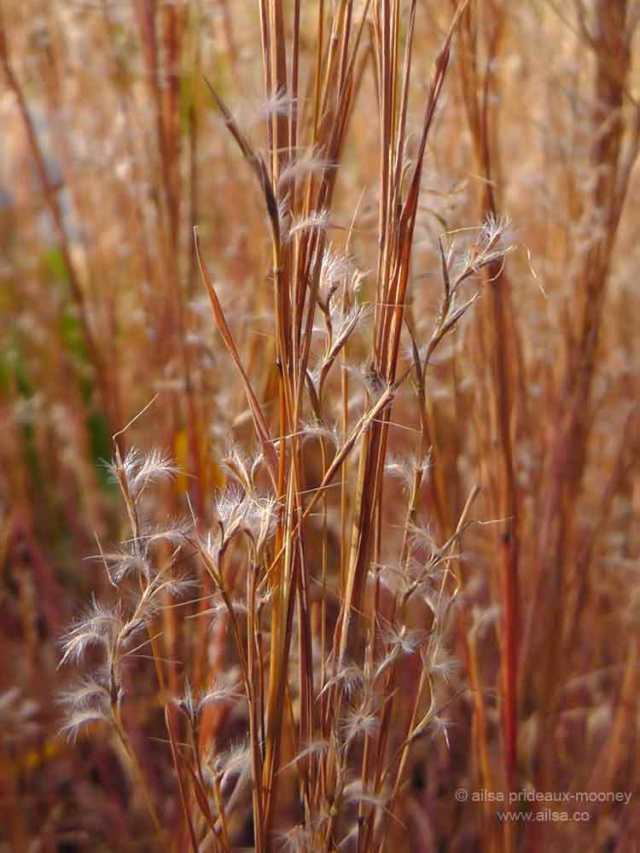 grasses, seedhead, piet oudolf, battery park, new york, travel, photography, travelogue, ailsa prideaux-mooney