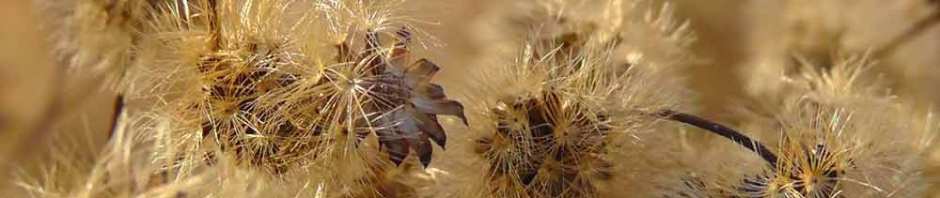 grasses, seedhead, piet oudolf, battery park, new york, travel, photography, travelogue, ailsa prideaux-mooney