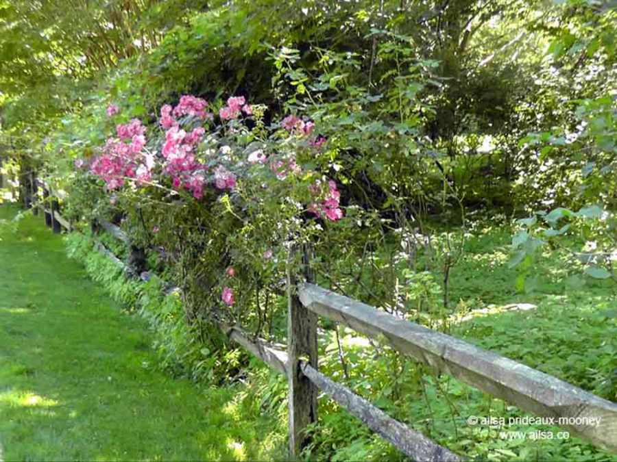 hamptons, long island, new york, travel, travelogue, gardens, photography, ailsa prideaux-mooney
