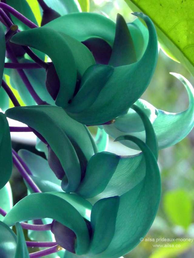 antigua, guatemala, travel, travelogue, ailsa prideaux-mooney, jade flower