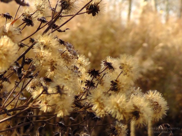 piet oudolf, battery park, new york, prairie planting, seed heads, travel, travelogue, photography, nature, ailsa prideaux-mooney