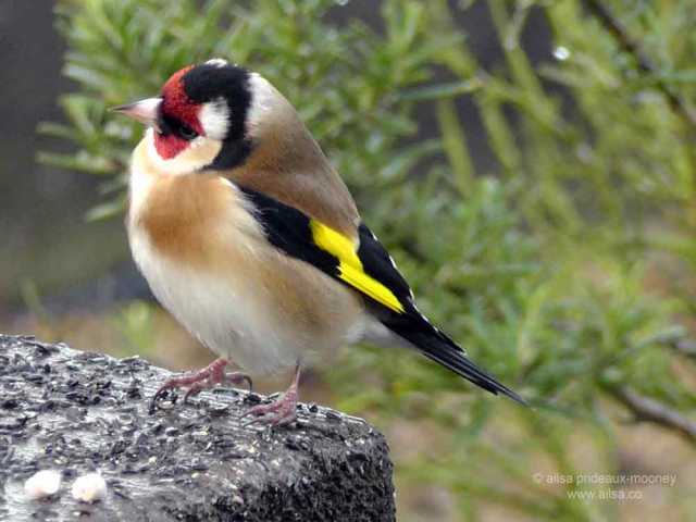 european goldfinch, goldfinch, ireland, birds, travel, travelogue, ailsa prideaux-mooney, photography