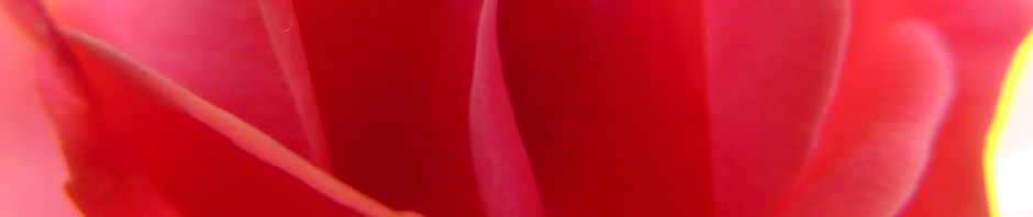 rose, travel, travelogue, ailsa prideaux-mooney, nature photography