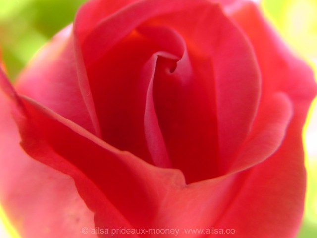 rose, travel, travelogue, ailsa prideaux-mooney, nature photography